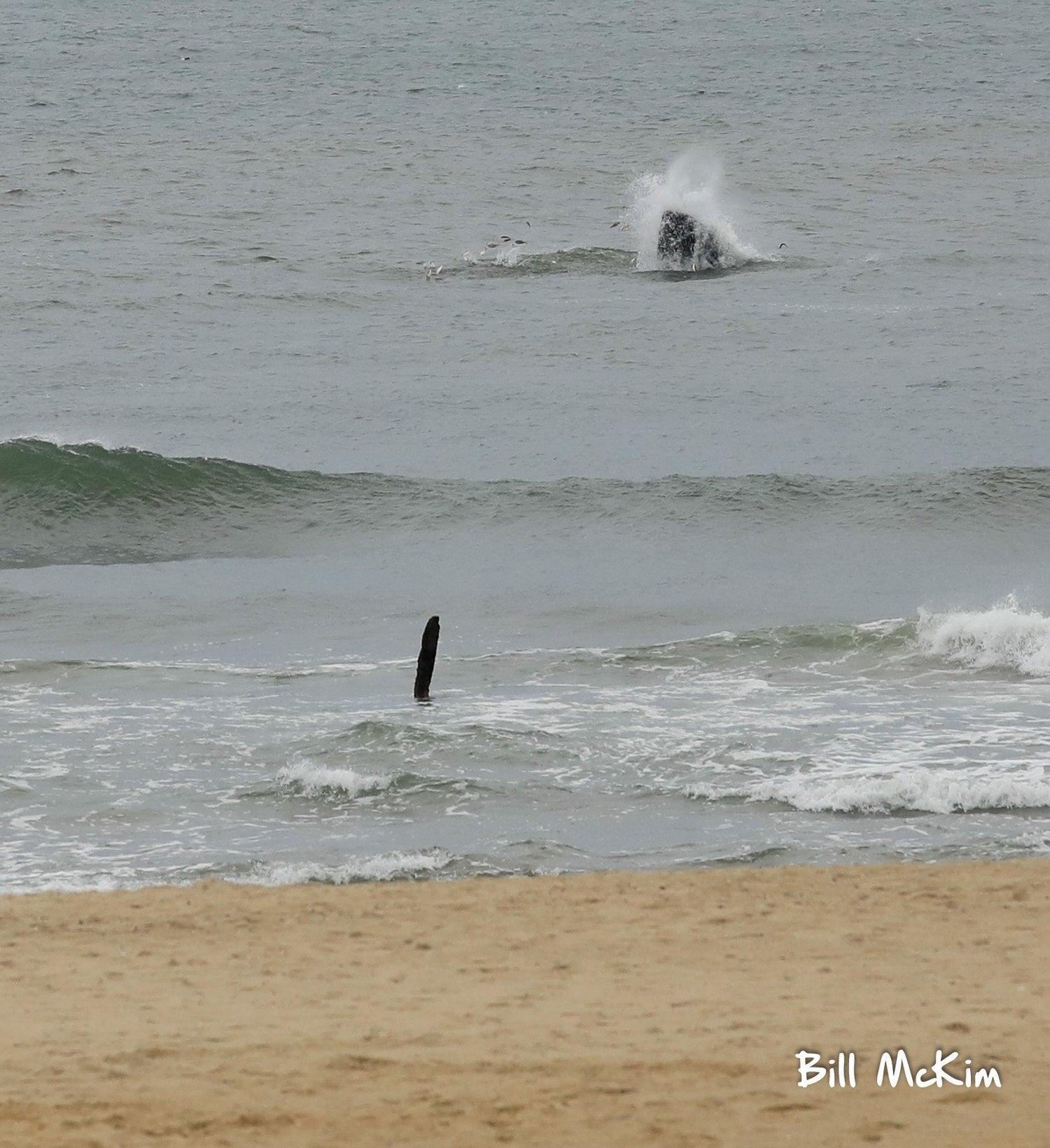 2 Humpback Whales off the coast of Belmar this morning.