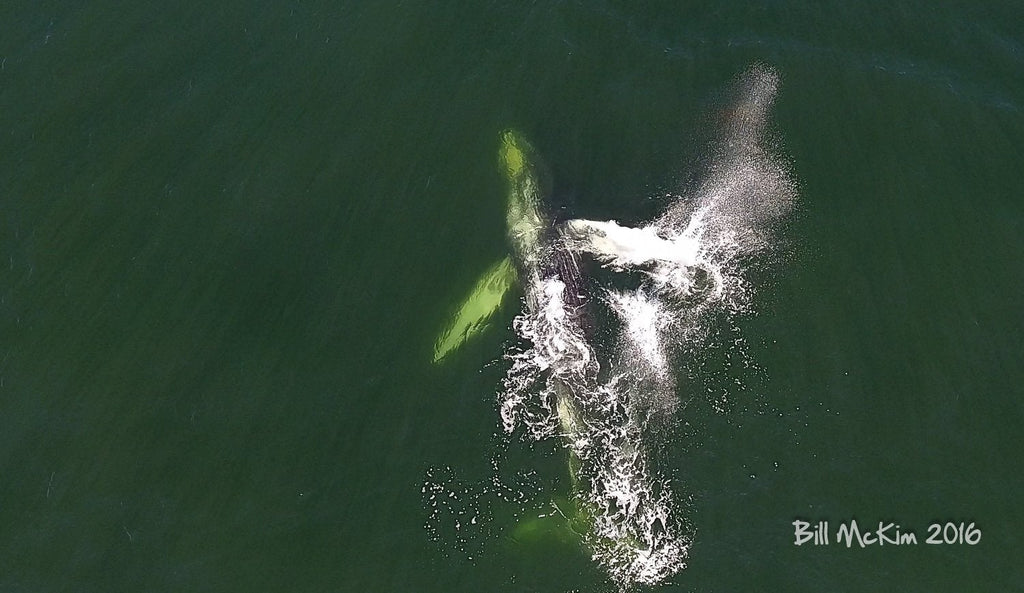 2018 Bill McKim Whale watching tour dates Belmar NJ