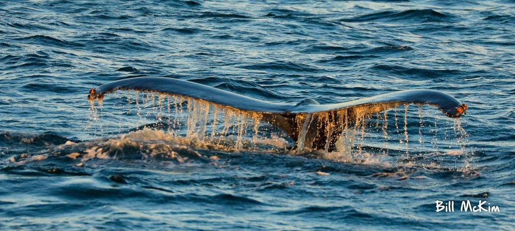 A great November whale watching trip! Novmber 3rd Ocean County