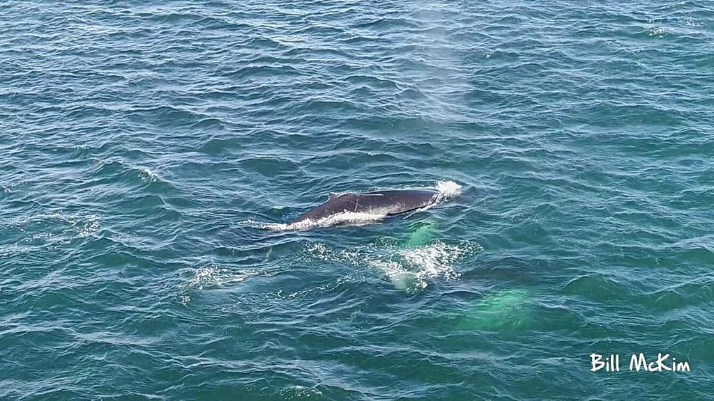 Aerial Photos Whales New Jersey