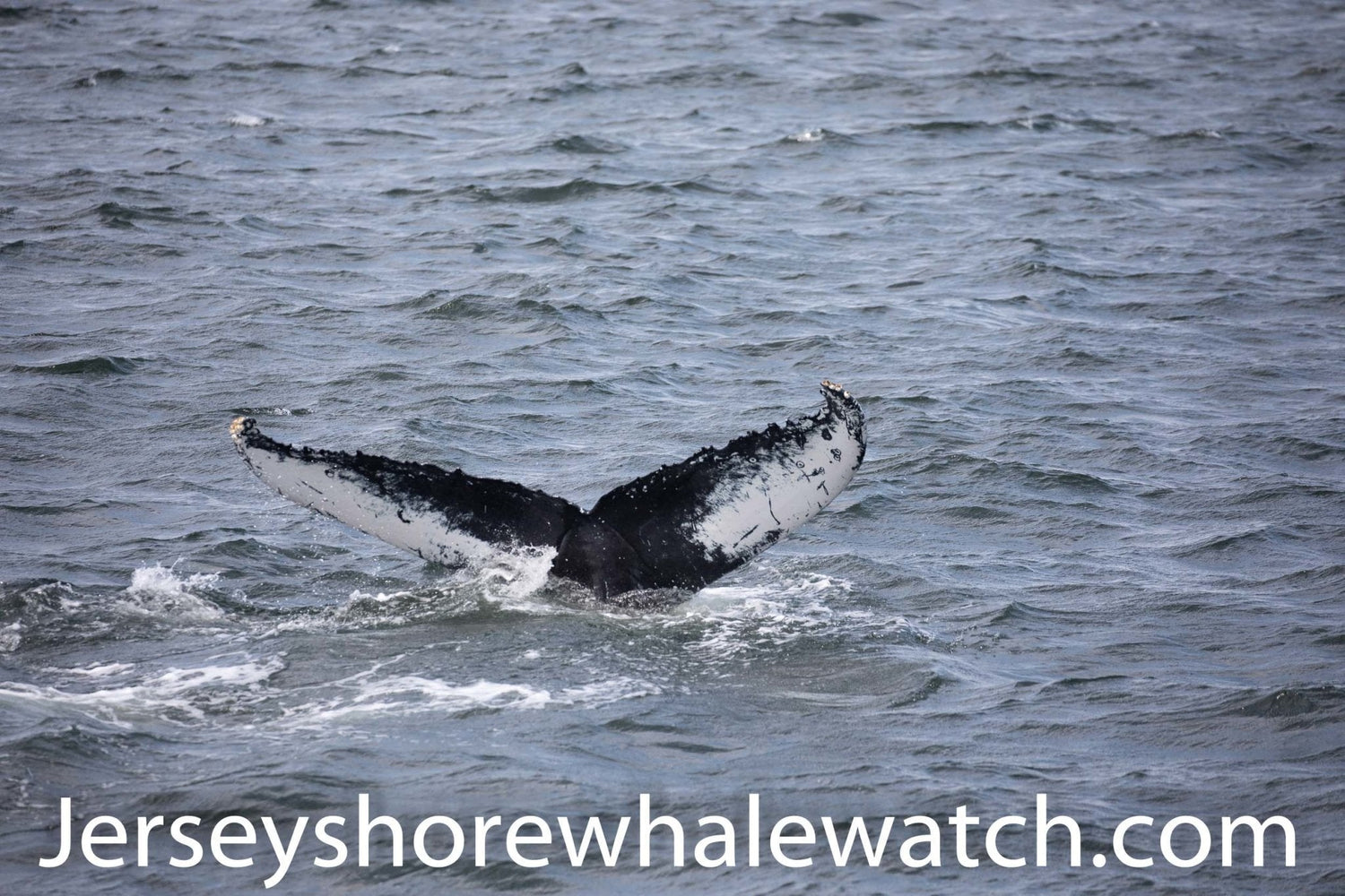 Amazing whale watching trip today.  Finbackwhale Asbury Park