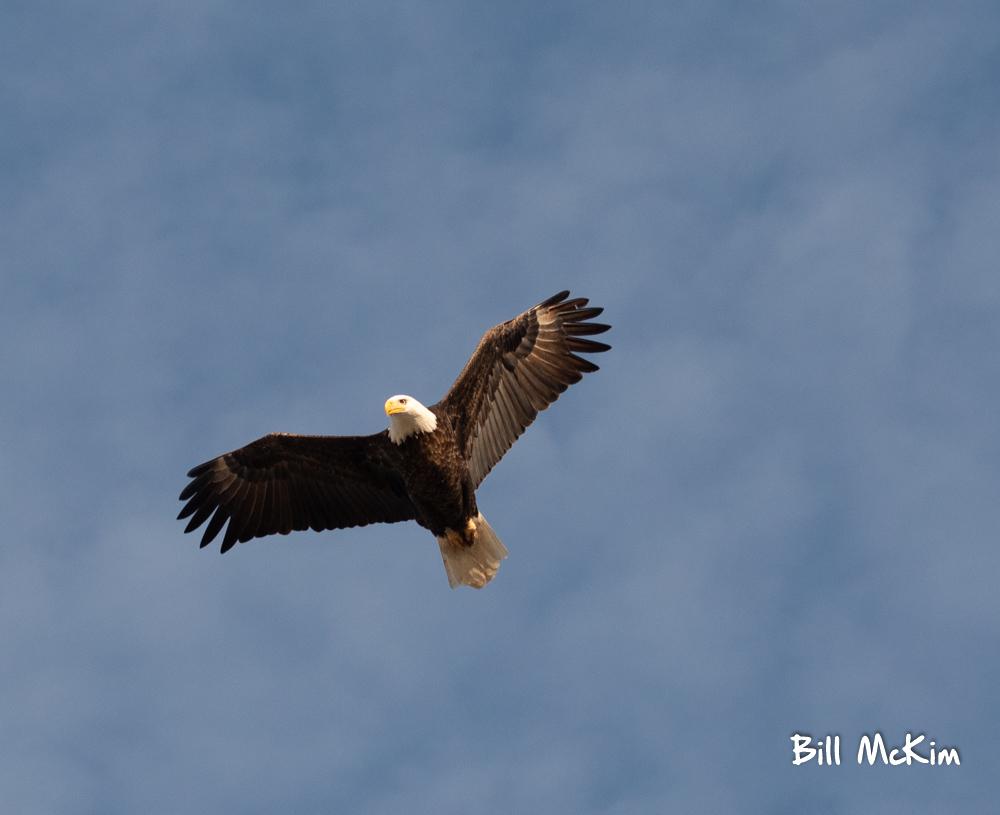 American Bald Eagle flying over Belmar Beach November 14