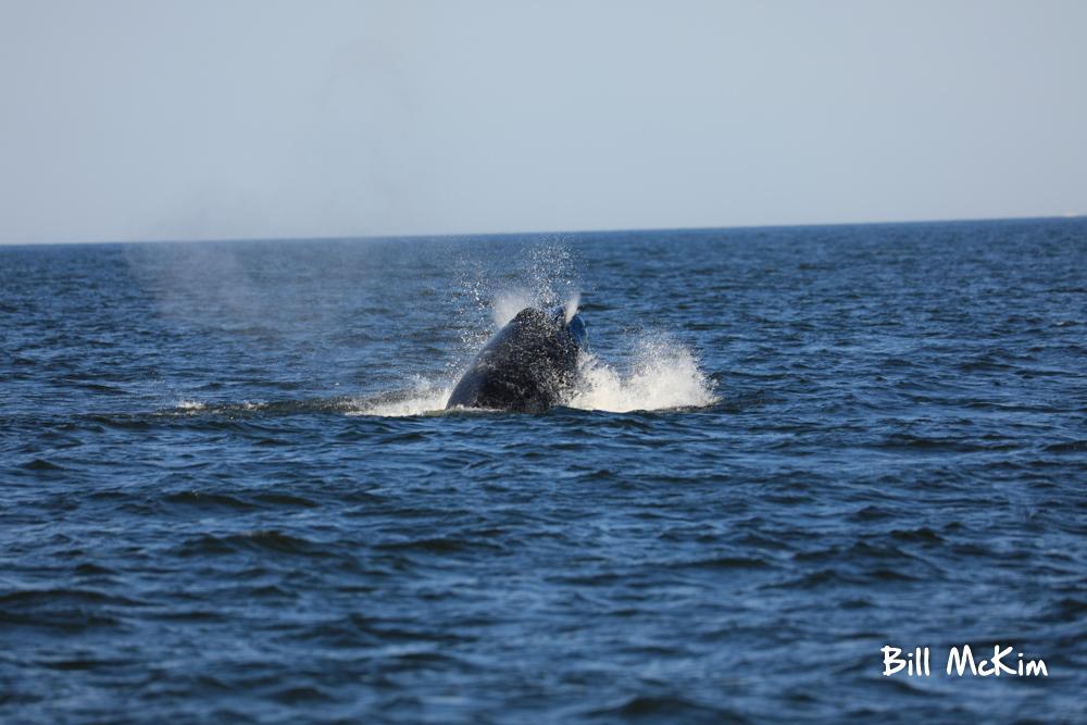 Another Great whale watching trip today June 27th Belmar Marina tickets 732.451.6003