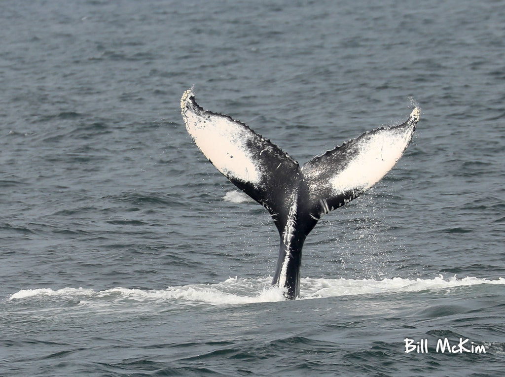 August 14th whale watching trip report. Jersey Shore whale watching tour