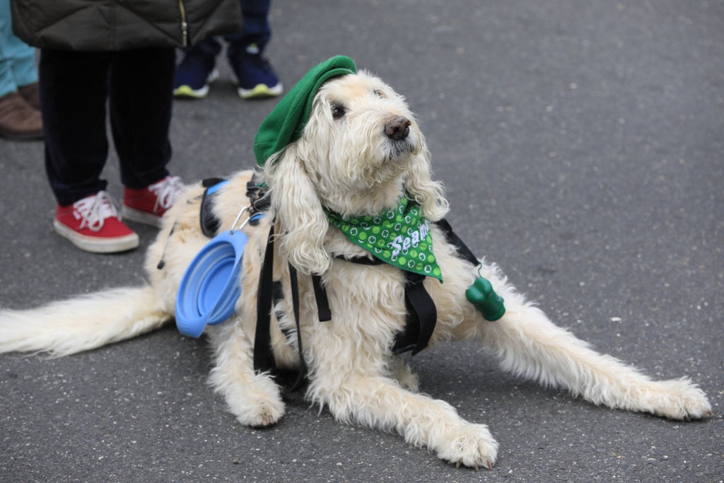 Belmar St. Patrick’s Parade 2019 photos