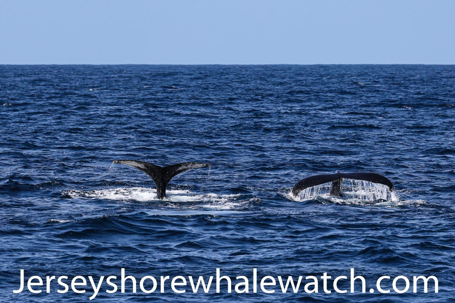 Fall whale watching trip specials