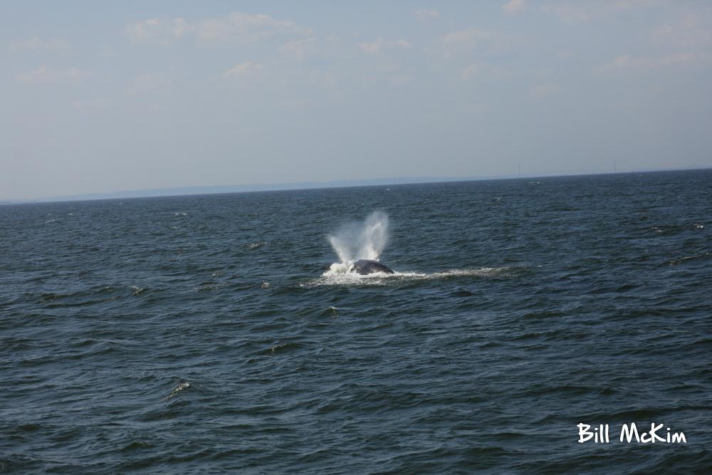 Great Sunday afternoon of whale watching July 28th report