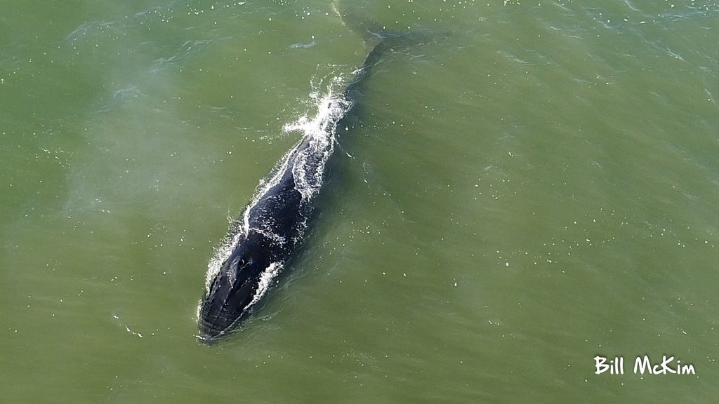 Huge Whale off the beach today in New Jersey  HD video plenty of action