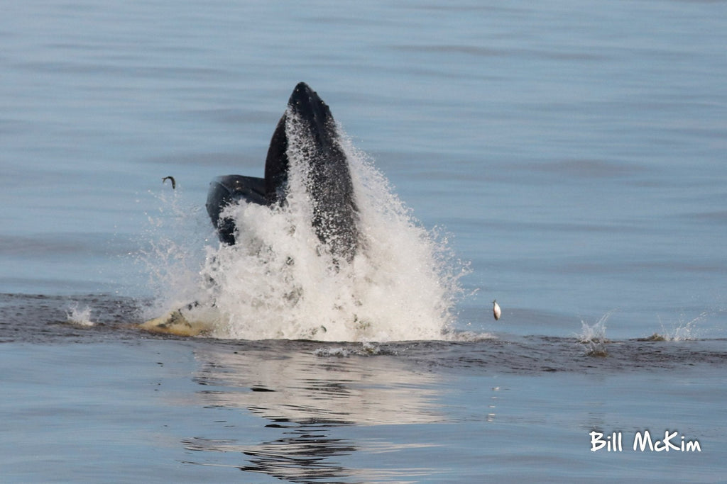 Humpback Whales feeding on bunker fish Atlantic Menhaden