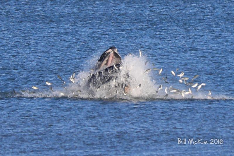 Jersey Shore Whale Photos breaching Humpback Whale
