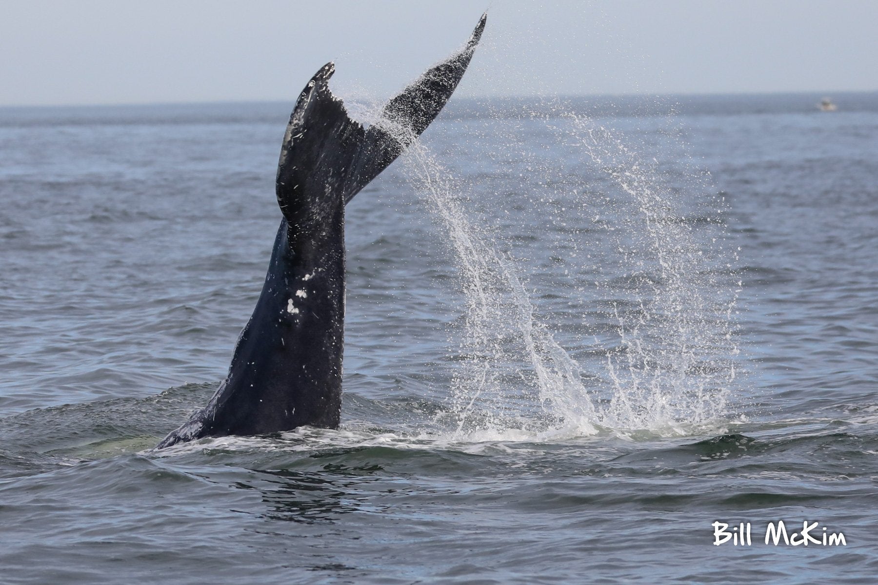 Jersey shore Whale Watch tour report May 11th New  Whale video
