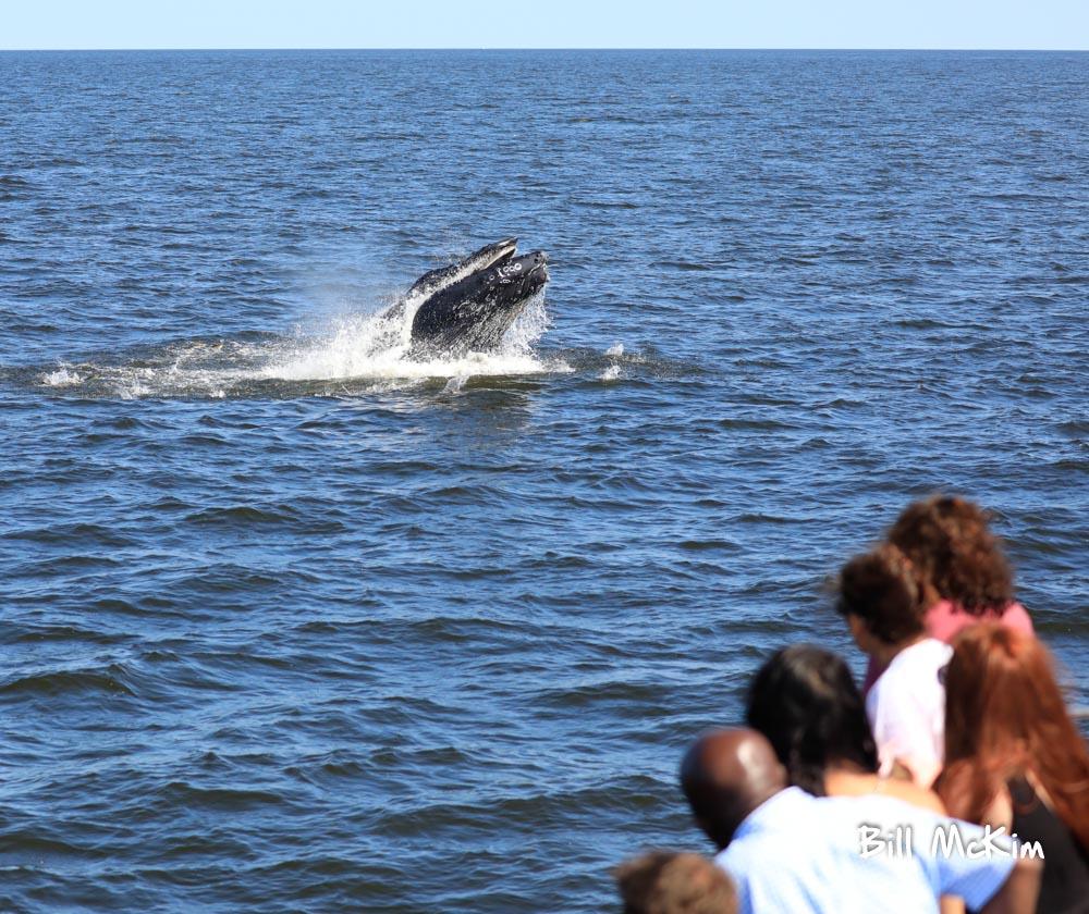 Jersey Shore Whale Watching Trip report Aug 11