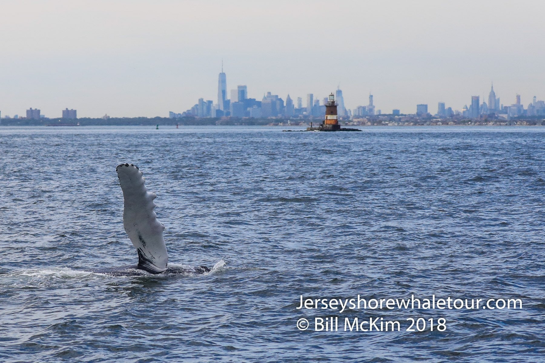 July Whale watching trip successful