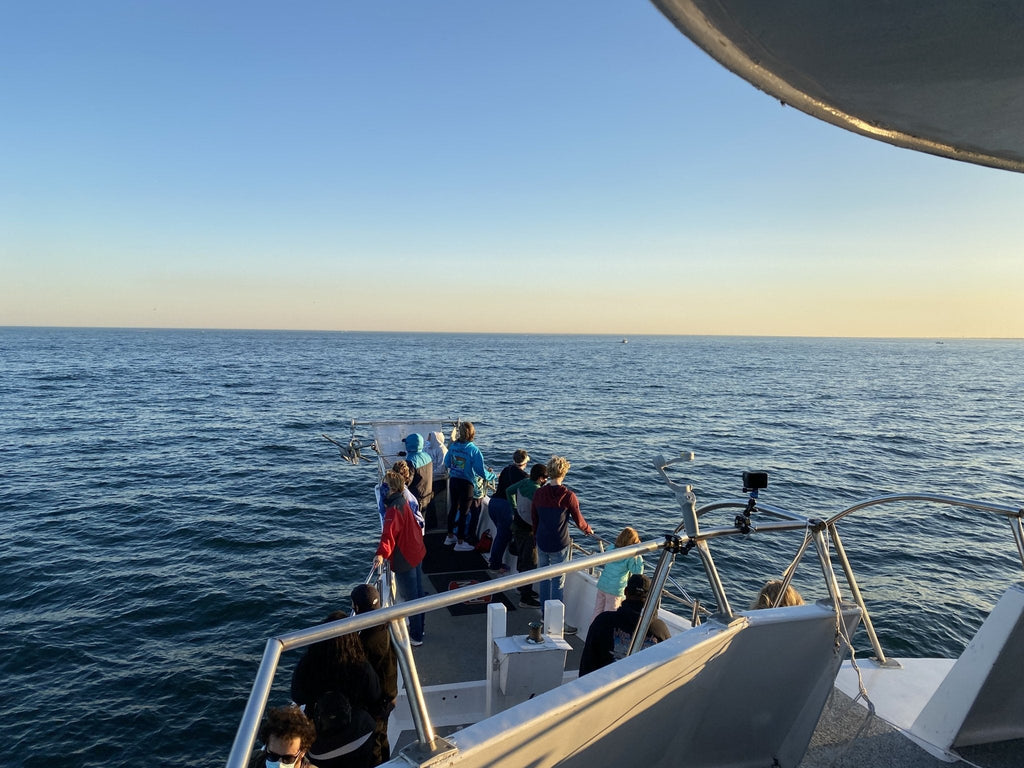 North Atlantic Right Whale was the hi-light of our whale watching season