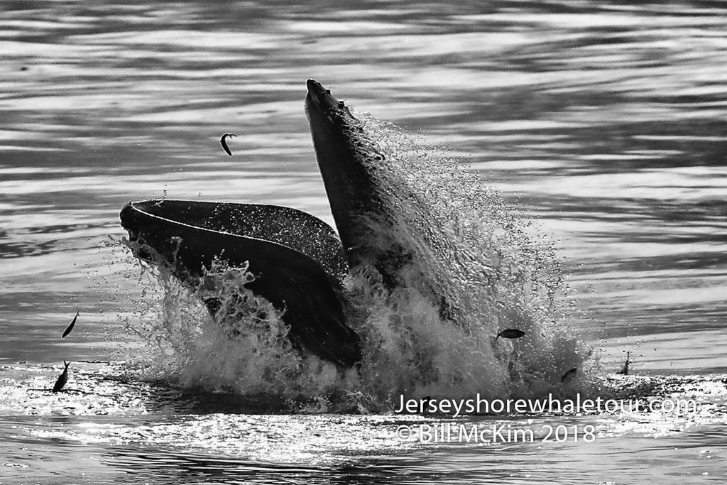 Testing New calendar Jersey shore whale watch