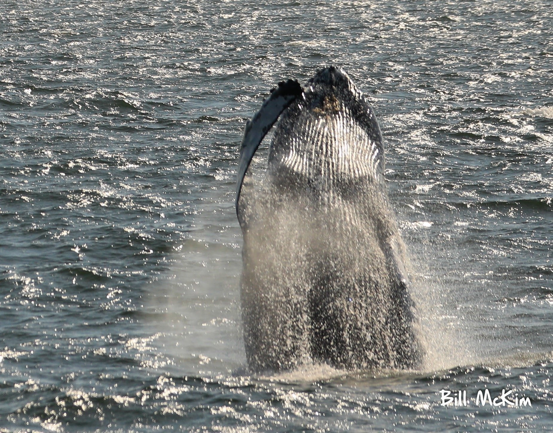 trip report reviewing today Jersey Shore Whale Watch sept 22