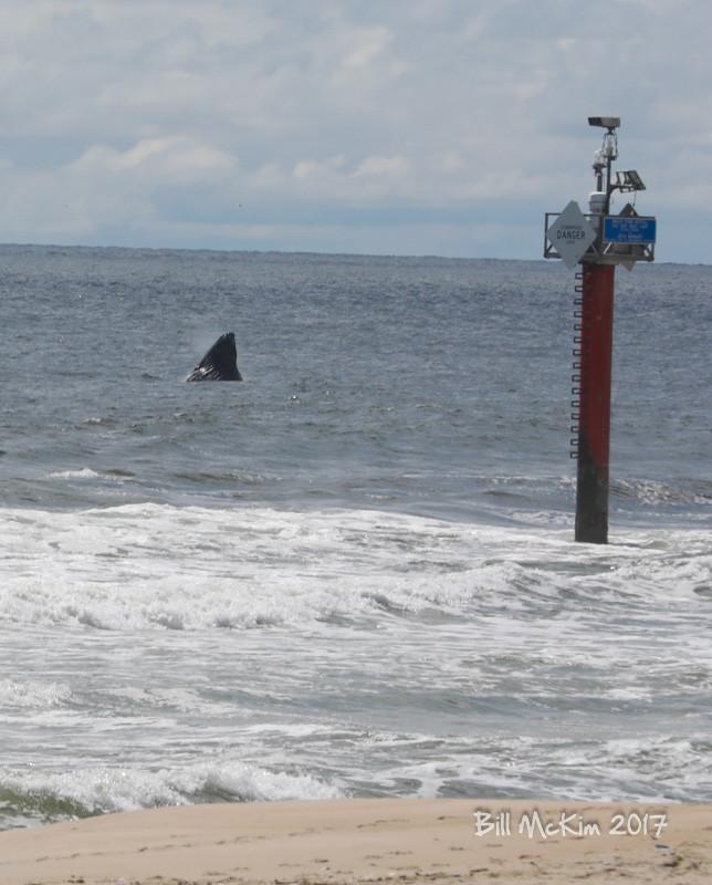 Whale off the coast of Jersey this morning Spring Lake NJ / Sea Girt