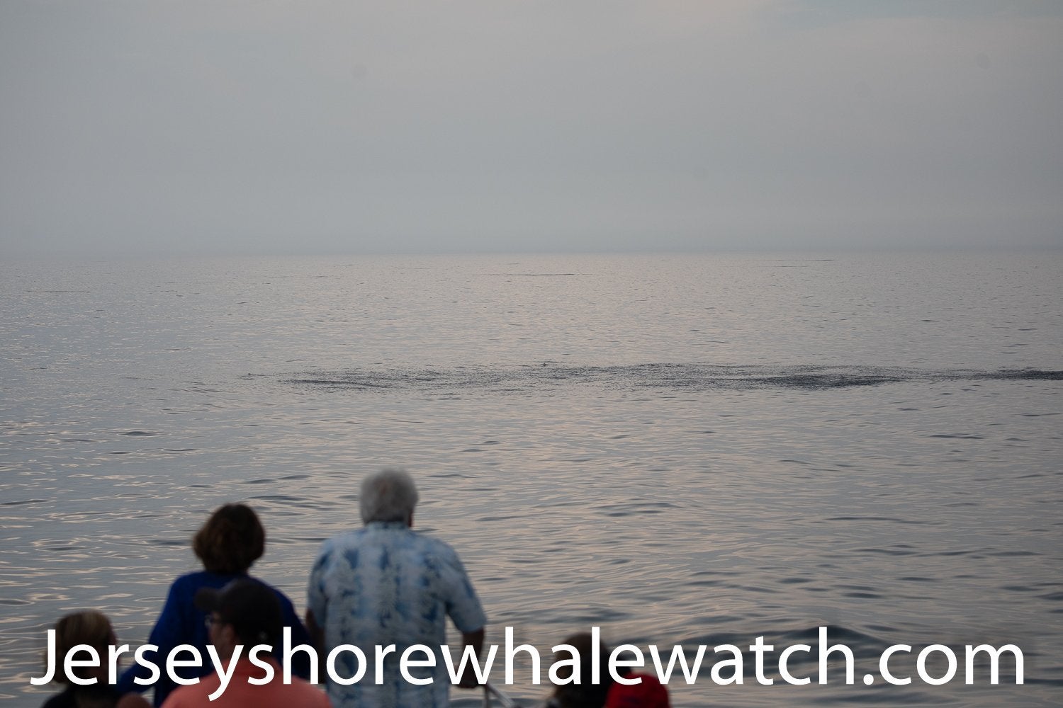 whale watching Belmar NJ
