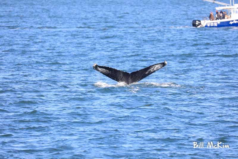 Whale watching trip Belmar, Spring Lake and  Manasquan beach photos 11/11/2018