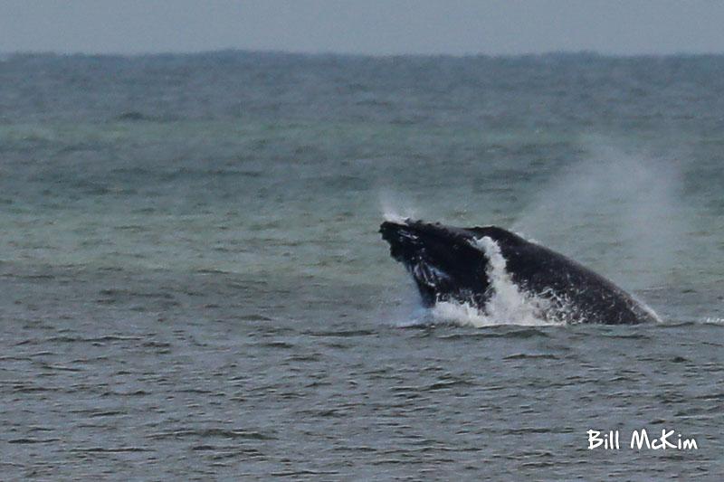 What would excite you more? Seeing a Whale offf the beach or a Snowy Owl?