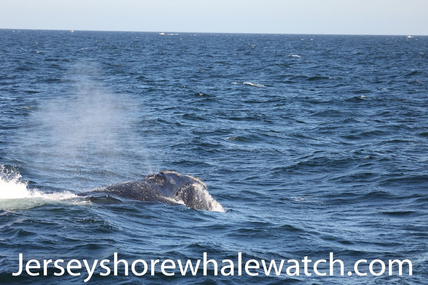 Wow what a day! North Atlantic Right Whale off Long Branch today