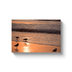 Bird Canvas by Bill Mc Kim Bill McKim Photography -Jersey Shore whale watch tours 