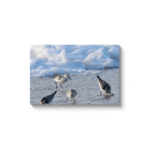 Cold Birds Canvas By Bill Mc Kim Bill McKim Photography -Jersey Shore whale watch tours 