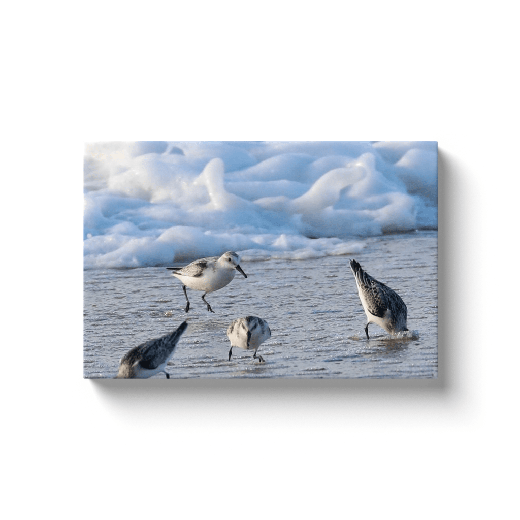 Cold Birds Canvas By Bill Mc Kim Bill McKim Photography -Jersey Shore whale watch tours Image Wrap 1.25 inch 12x18 inch