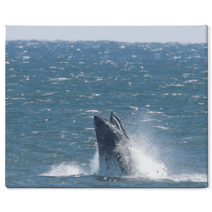 Jersey shore Whales Canvas Bill McKim Photography -Jersey Shore whale watch tours 