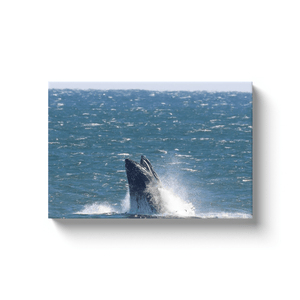 Jersey shore Whales Canvas Bill McKim Photography -Jersey Shore whale watch tours 