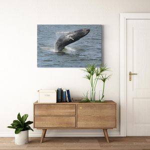 Whale Breaching Jersey shore 2019 Printed on Acrylic Prints Bill McKim Photography -Jersey Shore whale watch tours 