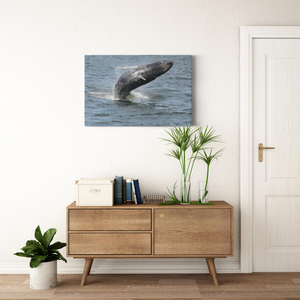 Whale Breaching Jersey shore 2019 Printed on Acrylic Prints Bill McKim Photography -Jersey Shore whale watch tours 