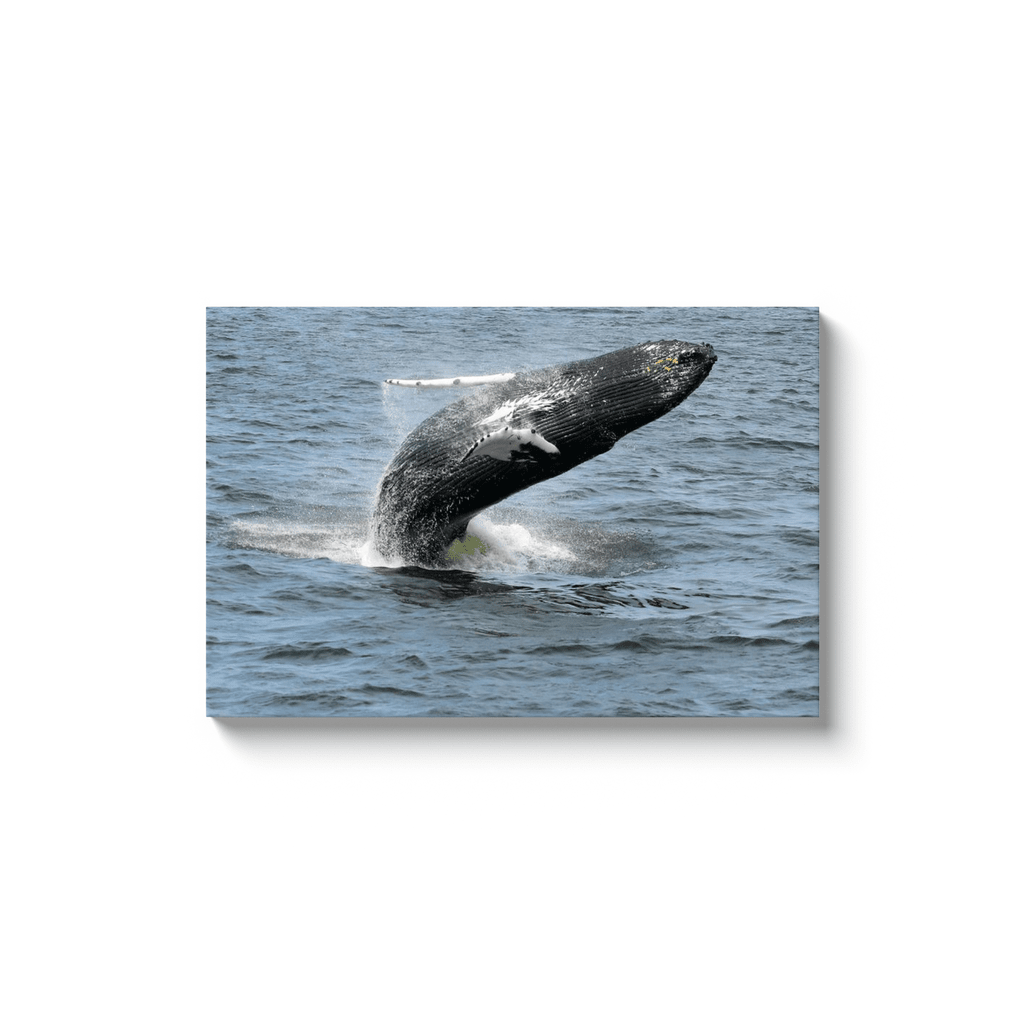 Whale Breaching Jersey shore 2019 Printed on Acrylic Prints Bill McKim Photography -Jersey Shore whale watch tours 