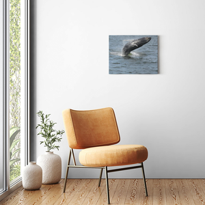 Whale Breaching Jersey shore 2019 Printed on Acrylic Prints Bill McKim Photography -Jersey Shore whale watch tours 