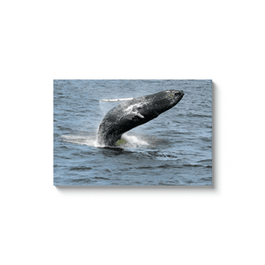 Whale Breaching Jersey shore 2019 Printed on Acrylic Prints Bill McKim Photography -Jersey Shore whale watch tours 