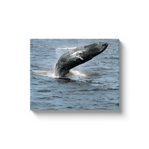 Whale Breaching Jersey shore 2019 Printed on Acrylic Prints Bill McKim Photography -Jersey Shore whale watch tours Image Wrap 1.25 inch 16x20 inch