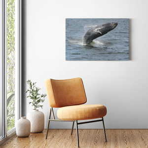 Whale Breaching Jersey shore 2019 Printed on Acrylic Prints Bill McKim Photography -Jersey Shore whale watch tours Image Wrap 1.25 inch 24x36 inch