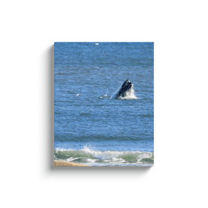 Whale Jersey shore 16 x 20 canvas print Bill McKim Photography -Jersey Shore whale watch tours Image Wrap 1.25 inch 16x20 inch