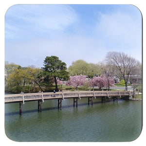 Coasters Cherry Blossoms Spring Lake NJ Bill McKim Photography -Jersey Shore whale watch tours 