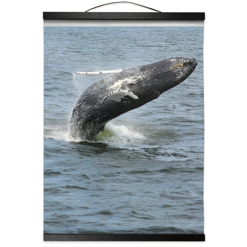 Hanging Canvas Prints Humpback whale Jersey Shore 2019 Bill McKim Photography 12x16 inch Black 