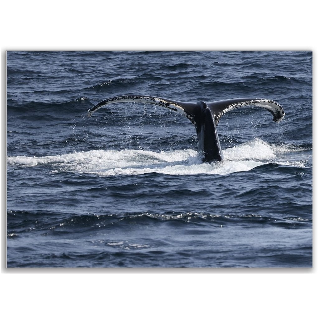 Posters Bill McKim Photography -Jersey Shore whale watch tours 8.3x11.7 inch 