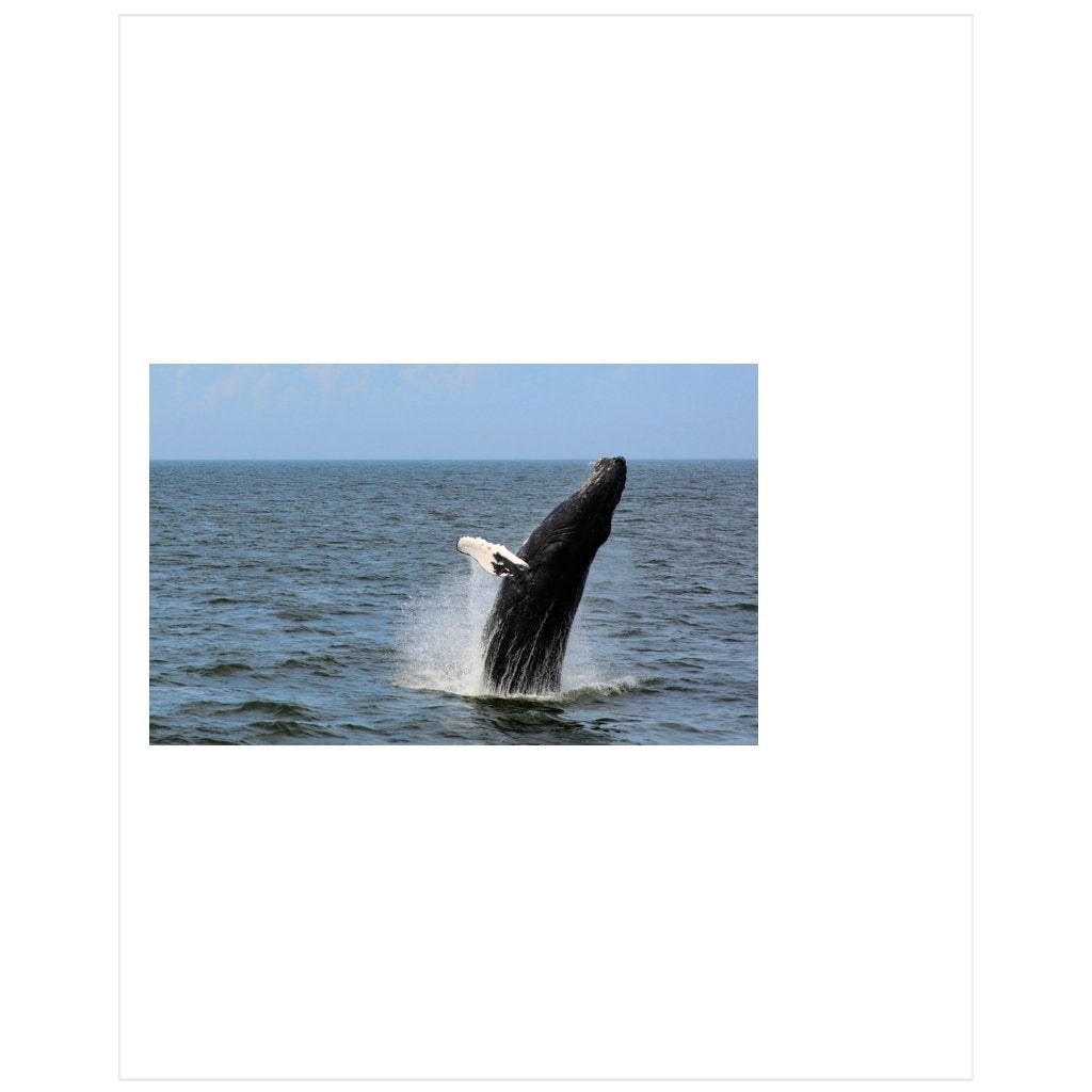 Posters Whale Breaching Summer 2019 Jersey Shore Poster Bill McKim Photography 16x20 inch 