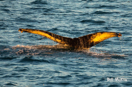 Private Whale Watching Cruise 3 hours up to 30 people Bill McKim Photography 