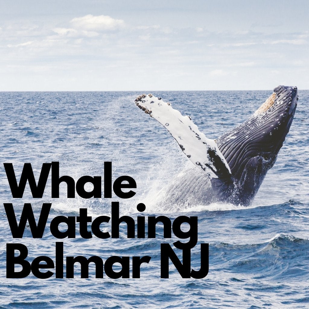 Tickets Bill McKim&#39;s Jersey Shore Whale Watch Tour - Belmar Whale Watching Tour Bill McKim Photography 