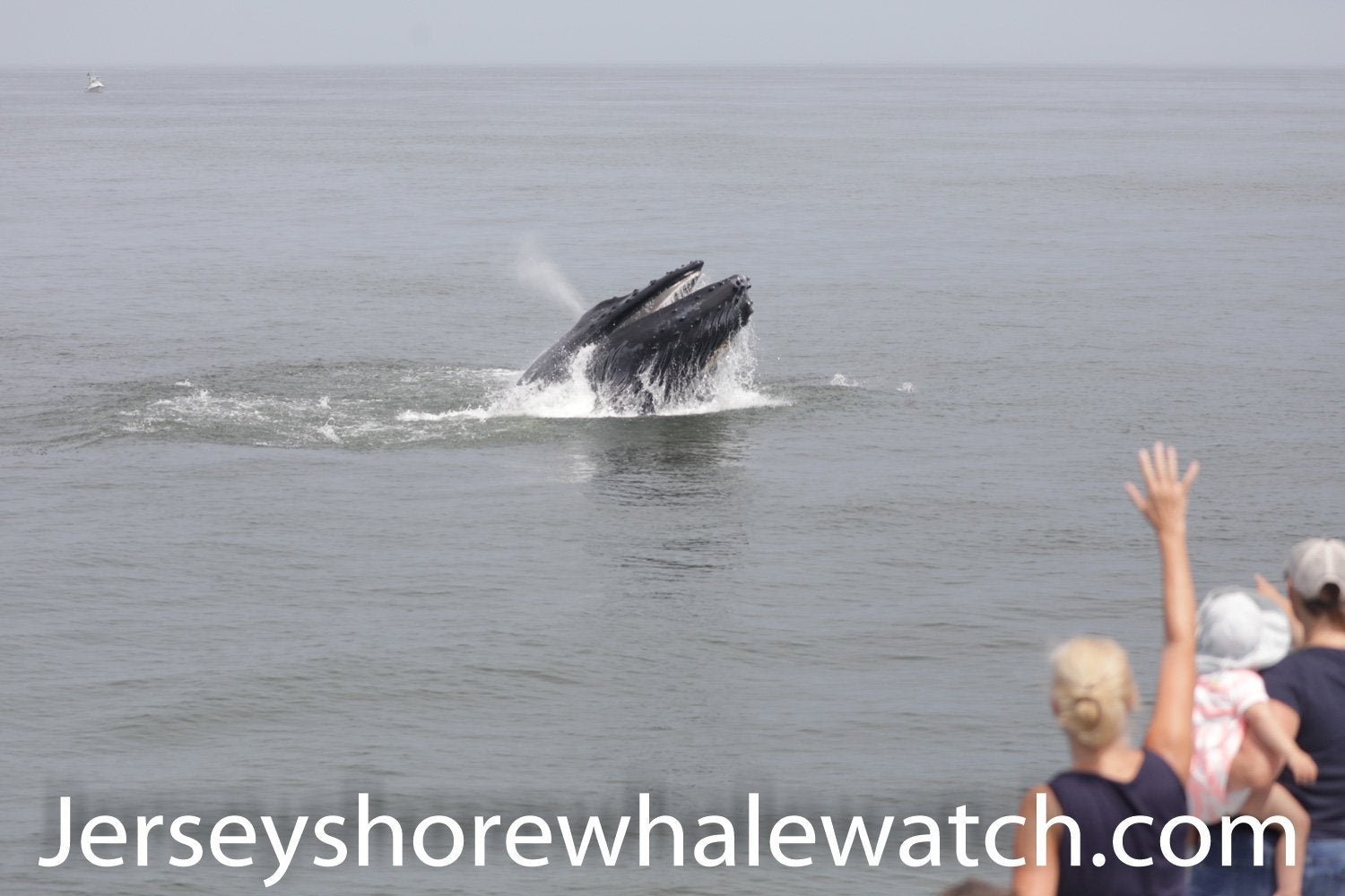Tickets Bill McKim's Jersey Shore Whale Watch Tour - Belmar Whale Watching Tour Bill McKim Photography 