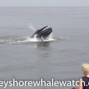 Tickets Bill McKim's Jersey Shore Whale Watch Tour - Belmar Whale Watching Tour Bill McKim Photography 