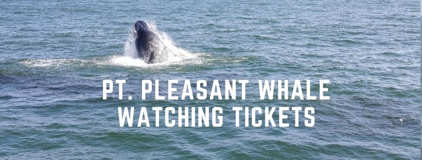 Tickets Bill McKim&#39;s Jersey Shore Whale Watch Tour Point Pleasant Marina Whale Watching Tour Bill McKim Photography 