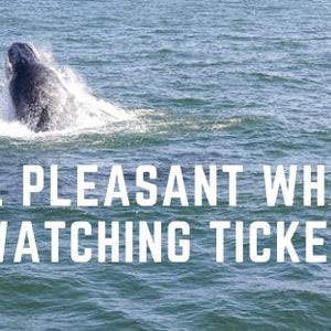 Tickets Bill McKim's Jersey Shore Whale Watch Tour Point Pleasant Marina Whale Watching Tour Bill McKim Photography 