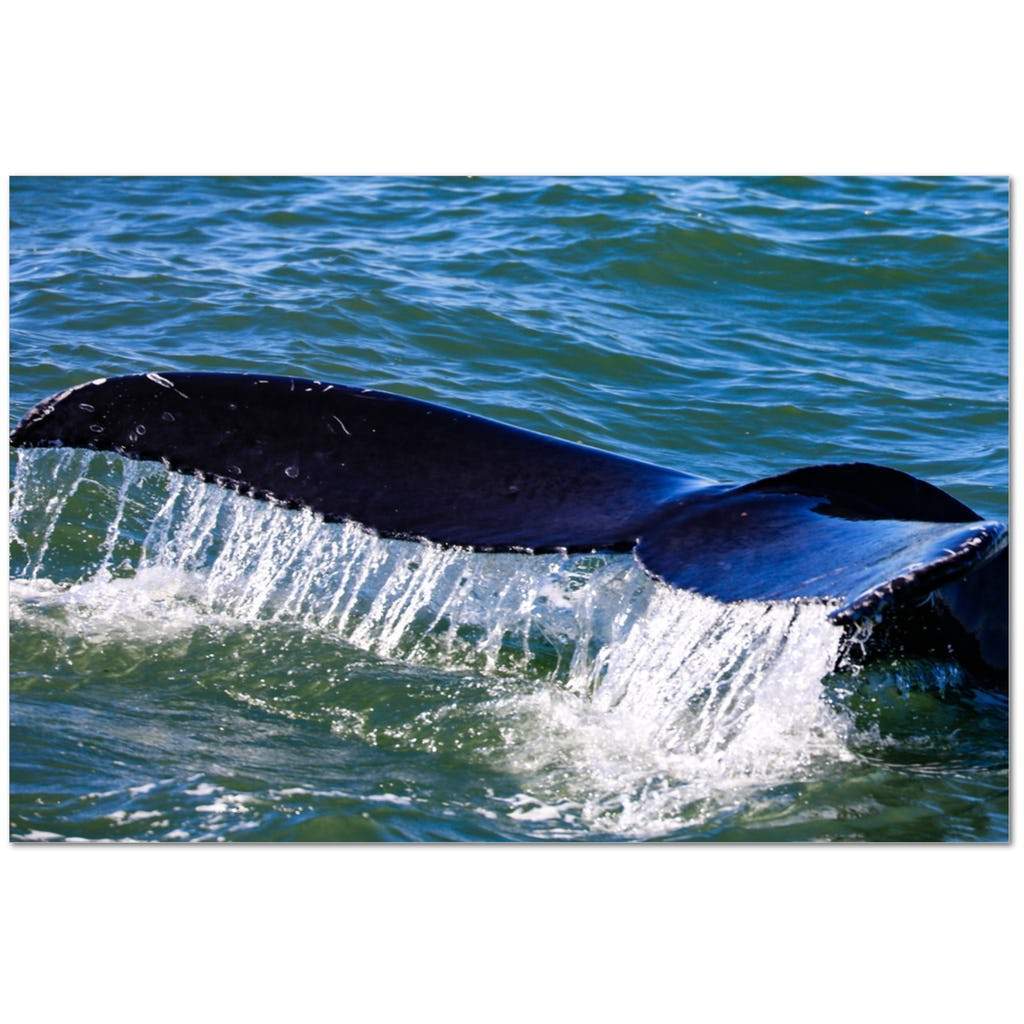 Whale Tail Humpback Jersey shore Black Frame CG Pro Prints 