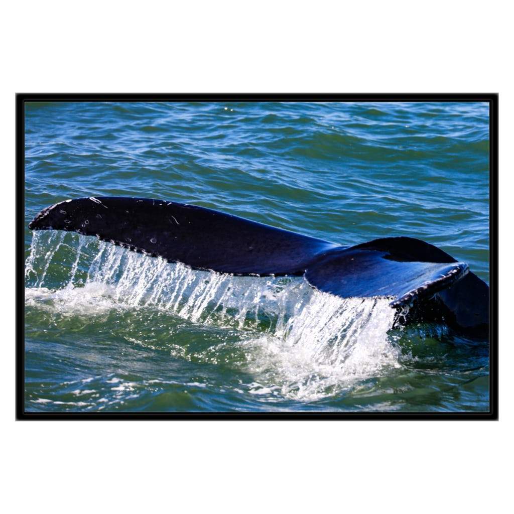 Whale Tail Humpback Jersey shore Black Frame CG Pro Prints 